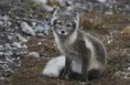/album/galerie-de-photos-nature-technologie/screenhunter-46-jan-17-19-25-jpg/